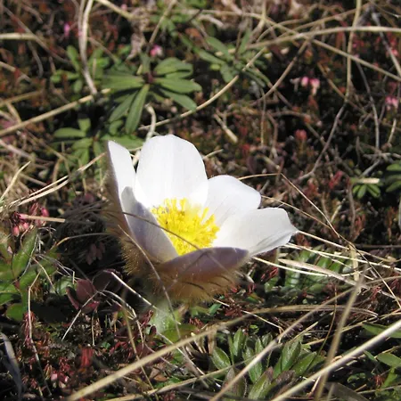 Apartment Haus Sonnleite Trins